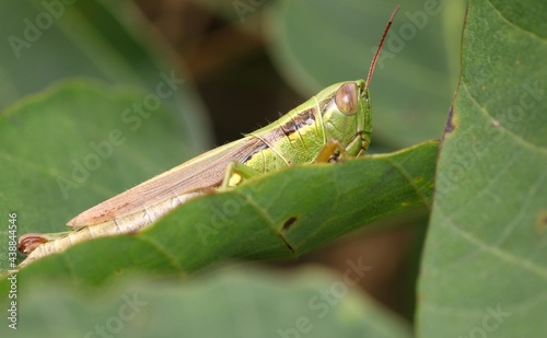 Grasshopper (Ognevia Longipennis) and Green Color on The Leaves