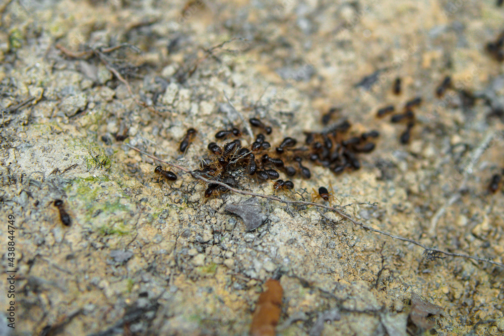 Background, ants running, ants cord, many ants fast on dirt road Background, ants running, ants cord, many ants fast on dirt road