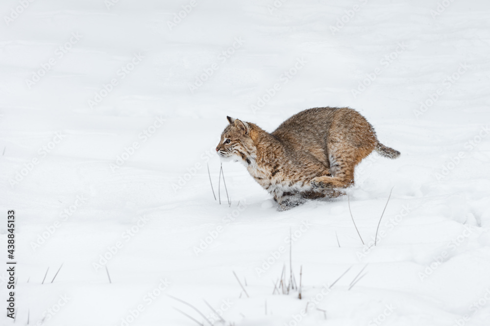 Bobcat (Lynx rufus) Runs Left Through Snow Winter Bobcat (Lynx rufus) Runs Left Through Snow Winter