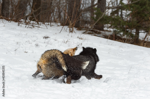 Red and Silver Fox (Vulpes vulpes) Tail to Tail Scuffle in the Snow Winter