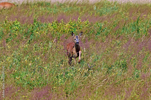 dzika natura jelonek 