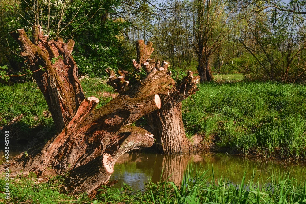 Stumps of willows by the mill stream. At Studenka. North Moravia. Europe.