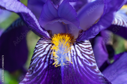 Photos Iris lutescens lam. beautiful gate to Hell