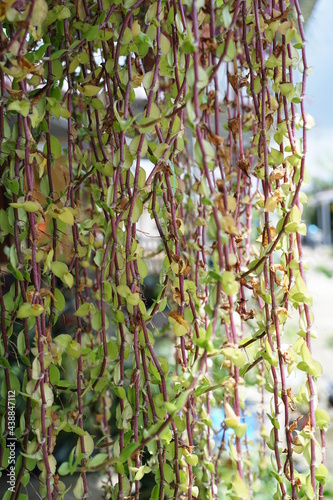 ornamental plants that vine, leaves dangling down.