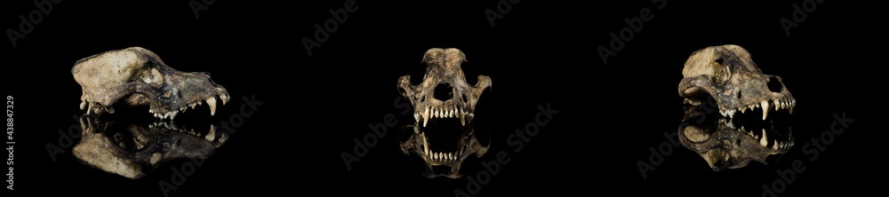 Set 3 view (face, side view, 3/4) Ancient earthy animal dog skull, jawless, modern reflection with isolated black background. Set 3 view (face, side view, 3/4) Ancient earthy animal dog skull, jawless, modern reflection with isolated black background.