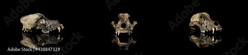 Set 3 view (face, side view, 3/4) Ancient earthy animal dog skull, jawless, modern reflection with isolated black background.