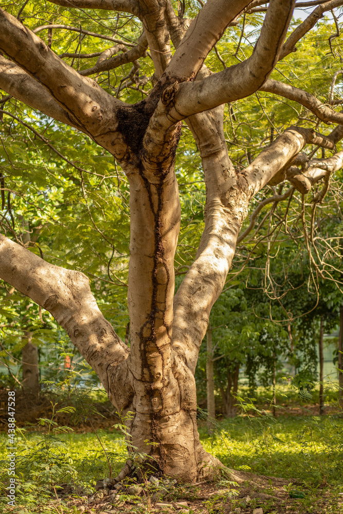 tree in the park