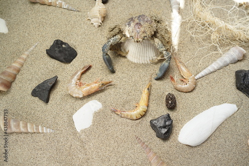 crab and prawns on sand with clams and conch