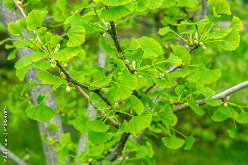 Obraz premium Ginkgo biloba green leaves on a tree.