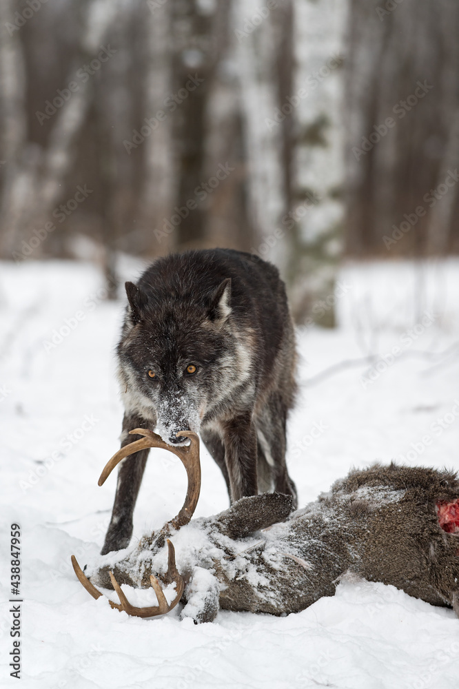 Obraz premium Black Phase Grey Wolf (Canis lupus) Sniffs at Antler of Deer Carcass Winter