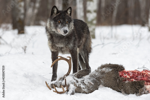 Black Phase Grey Wolf  Canis lupus  Stands Over Deer Carcass Winter