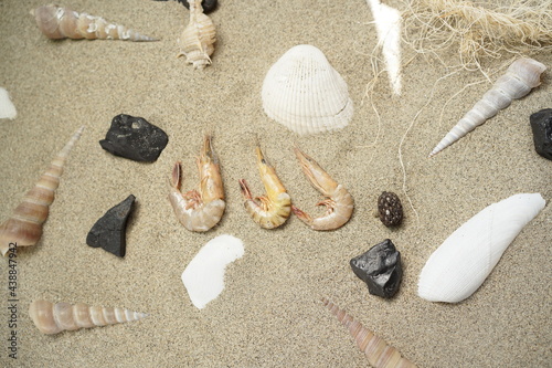 clams and prawns on the beach sand