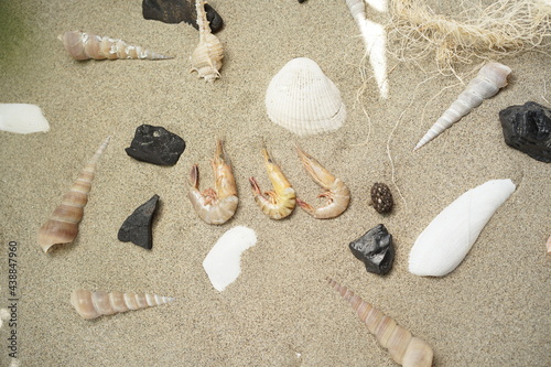 clams and prawns on the beach sand