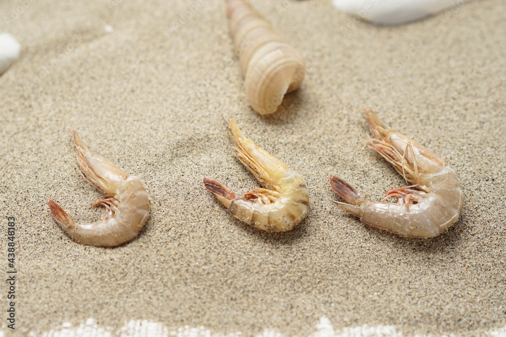 clams and prawns on the beach sand clams and prawns on the beach sand