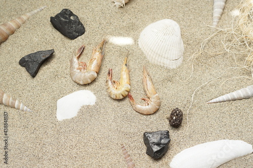 clams and prawns on the beach sand