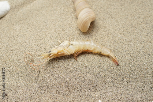 clams and prawns on the beach sand