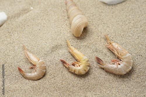 clams and prawns on the beach sand