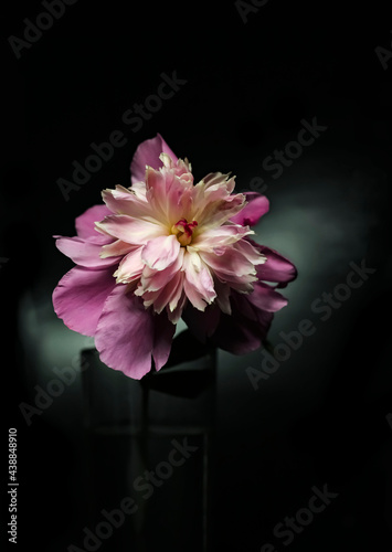 A bright pink peony flower shot in low key against a dark blurred background, low angle viev.Shallow focus.