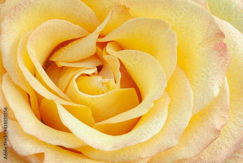 Macro close up of a yellow rose in the garden