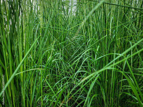 green grass background 