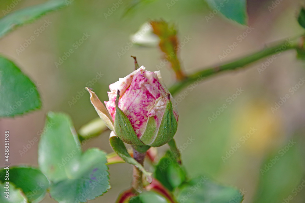Rose de la roseraie du parc de la Tête d'Or, à Lyon