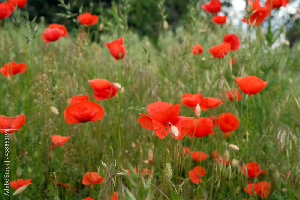 Beautiful spring or summer natural view. Bright poppy field. A lot of poppy flowers on a green grass background. Empty space for your text or design. Template for business.