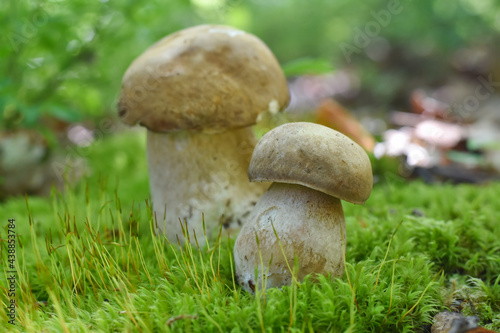 Boletus edulis. Edible mushroom boletus edulis known as penny bun in forest with blurred background