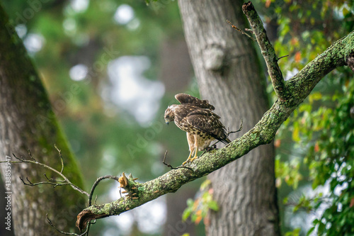 Cooper's Hawk © Windhound Photo