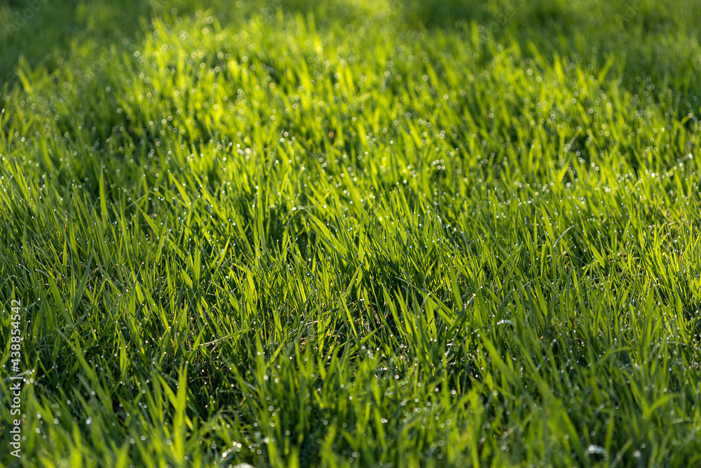 Green meadow or lawn useful as a grass background