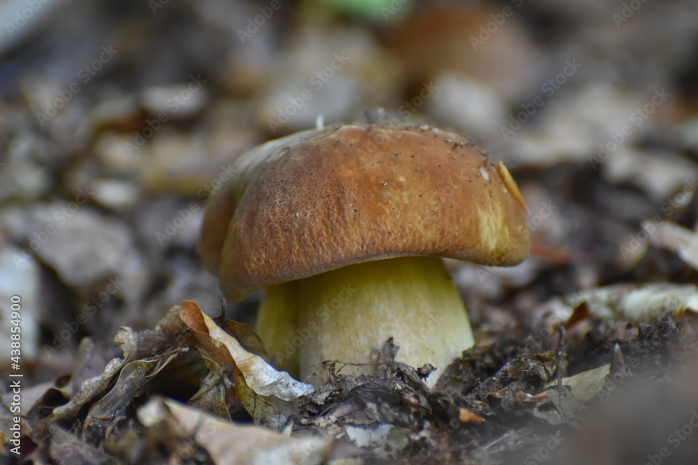 Boletus edulis. Edible mushroom boletus edulis known as penny bun in forest with blurred background Boletus edulis. Edible mushroom boletus edulis known as penny bun in forest with blurred background