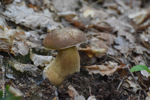 Boletus edulis. Edible mushroom boletus edulis known as penny bun in forest with blurred background