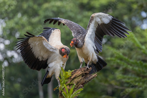 Two king vultures aggressively compete for a stunning perch against a green forest backdrop at Laguna del Lagarto, Costa Rica