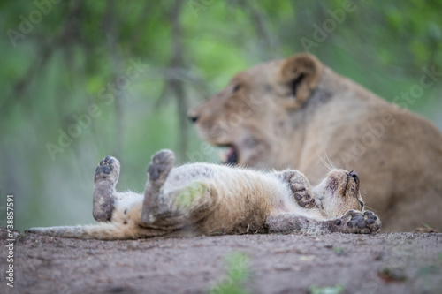 A lion cub  sleeping flat on its back  feet in the air  while Mom looks over him  out of focus in the background.  Sabi Sands  South Africa.