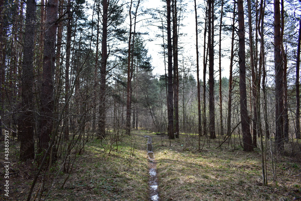 Obraz premium path in the forest