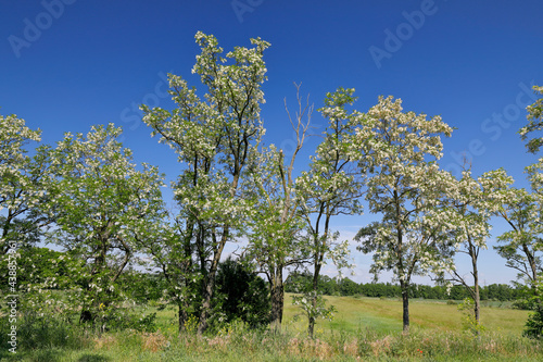 Die Landesstraße L24 im Weinviertel, Niederösterreich, mit blühenden Robinien zum Sommerbeginn photo