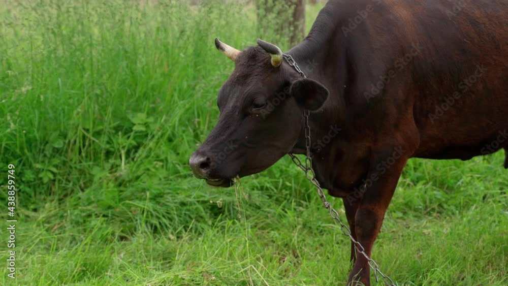 Cow eating grass portrait. Animal eat at meadow green grass and looking side outside Cow eating grass portrait. Animal eat at meadow green grass and looking side outside