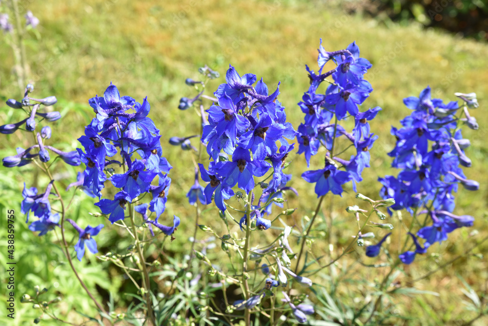 Fototapeta premium Delphinium bleu au printemps au jardin