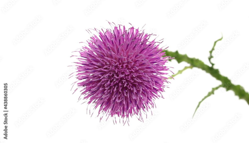 Pink burdock flower isolated on white background with clipping path, closeup