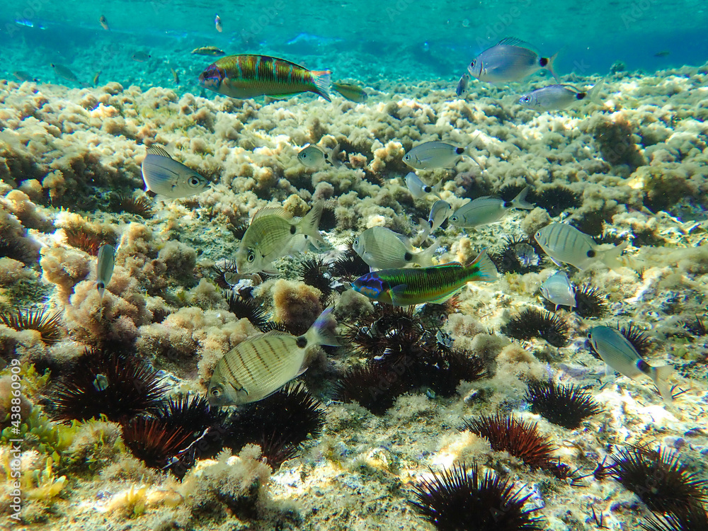 Fototapeta premium A group of fish swimming over urchins and rocks in the Mediterranean Sea, Jijel Province, Algeria, the concept of Mediterranean cuisine and the diversity of marine life in it, Fish school.
