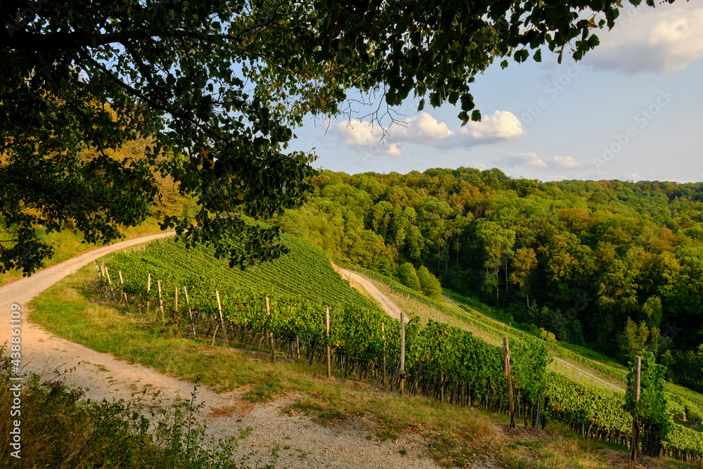 Naklejka premium Landschaft und Weinberge rings um den Weinort&nbsp;Castell, Landkreis Kitzingen, Unterfranken, Bayern, Deutschland