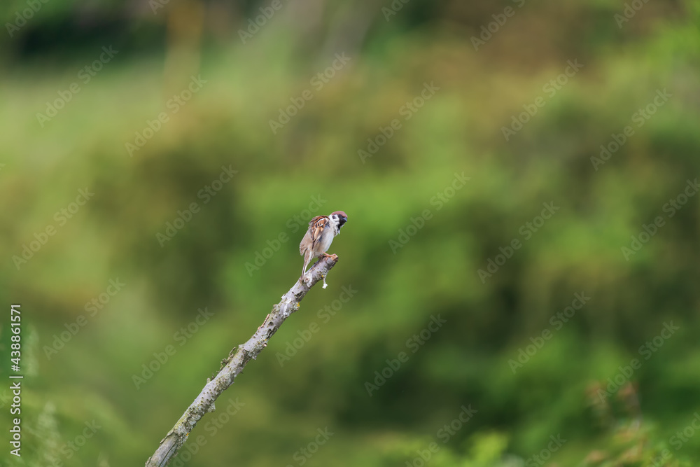 Little bird sparrow sitting on a branch of a green bush. Little bird sparrow sitting on a branch of a green bush.