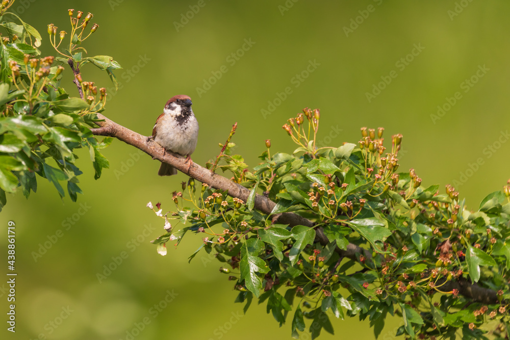 Obraz premium Little bird sparrow sitting on a branch of a green bush.