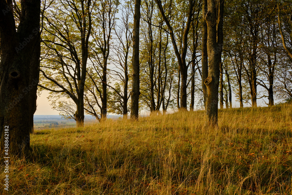 Landschaft und Weinberge rings um den Weinort Castell, Landkreis Kitzingen, Unterfranken, Bayern, Deutschland Landschaft und Weinberge rings um den Weinort Castell, Landkreis Kitzingen, Unterfranken, Bayern, Deutschland
