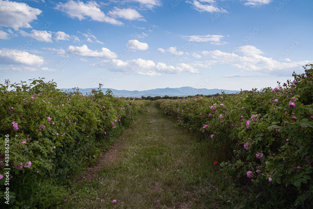 rows of pink roses in a plantation at the time of harvest