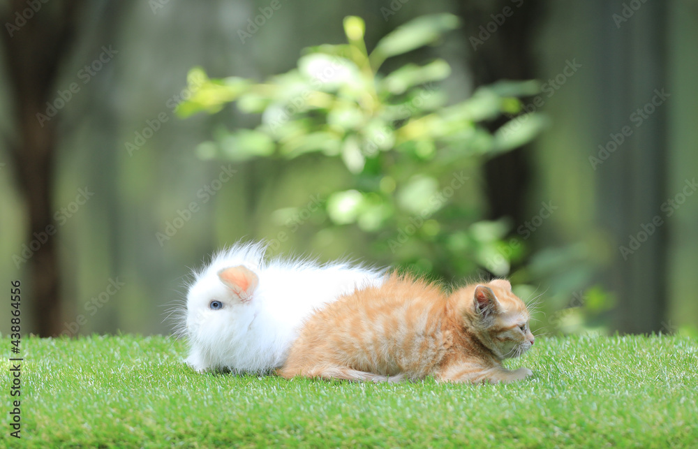 kitten and rabbit on a green lawn