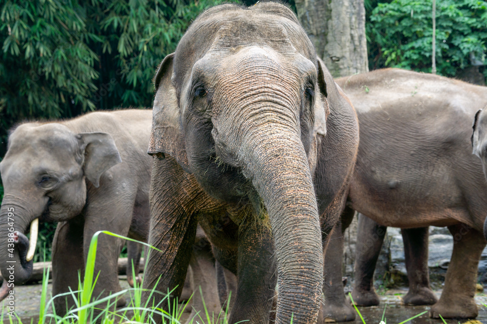 Fototapeta premium Female elephant standing with her group