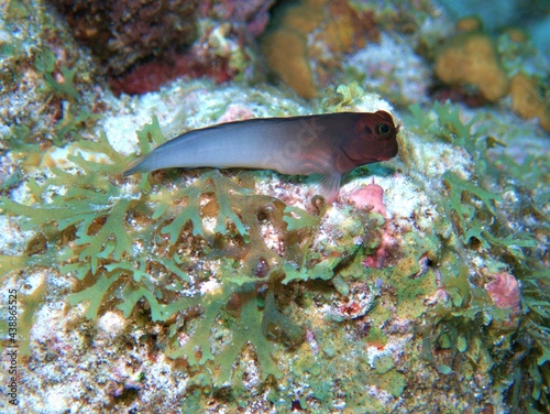 Redlipped Blenny on the Reef photo