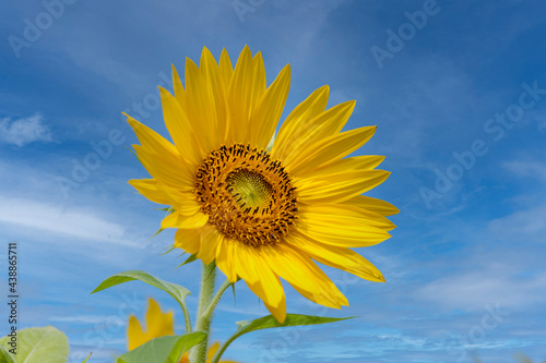 Sonnenblume  Helianthus annuus 