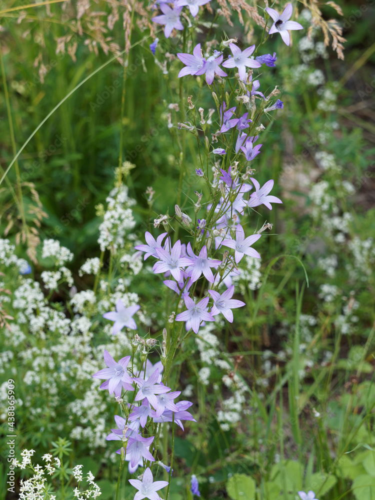 (Campanula patula) Campanules étalées aux panicules de fleurs bleu-violet en clochettes, pendantes le long de tiges souples au feuillage linéaire, découpé et dentée (Campanula patula) Campanules étalées aux panicules de fleurs bleu-violet en clochettes, pendantes le long de tiges souples au feuillage linéaire, découpé et dentée