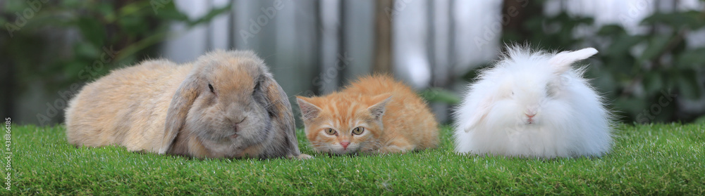 kitten and rabbit on a green lawn kitten and rabbit on a green lawn